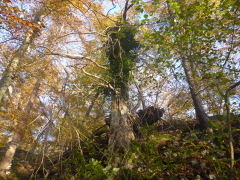 Tentakelbaum auf dem Hauptwanderweg 1 oberhalb Jungingen