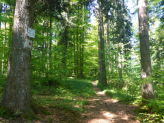 Pfad Zum Raichberg und zum hangenden Stein