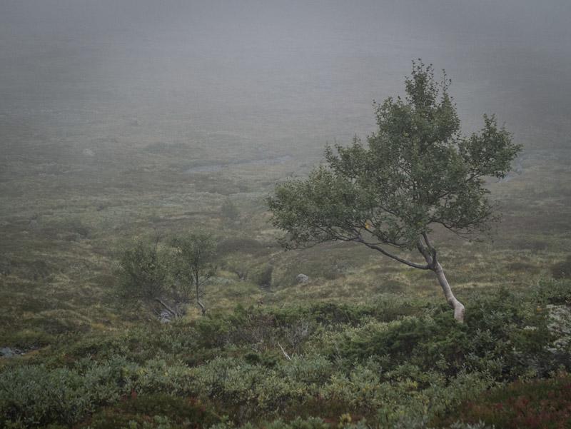 post-1119-0-10678500-1424454663_thumb.jp