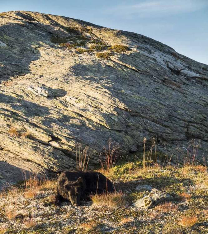 post-1119-0-96414400-1424454596_thumb.jp