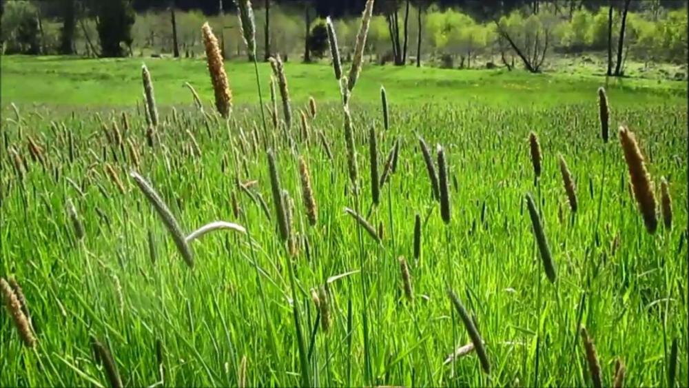 post-1031-0-80907300-1433601187_thumb.jp