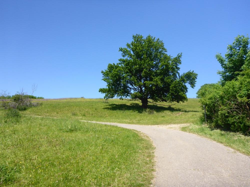 post-1325-0-12024100-1434722393_thumb.jp