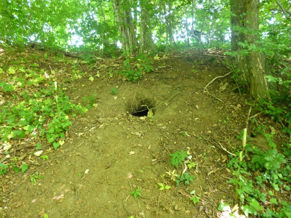 post-1325-0-43839600-1434747868_thumb.jp