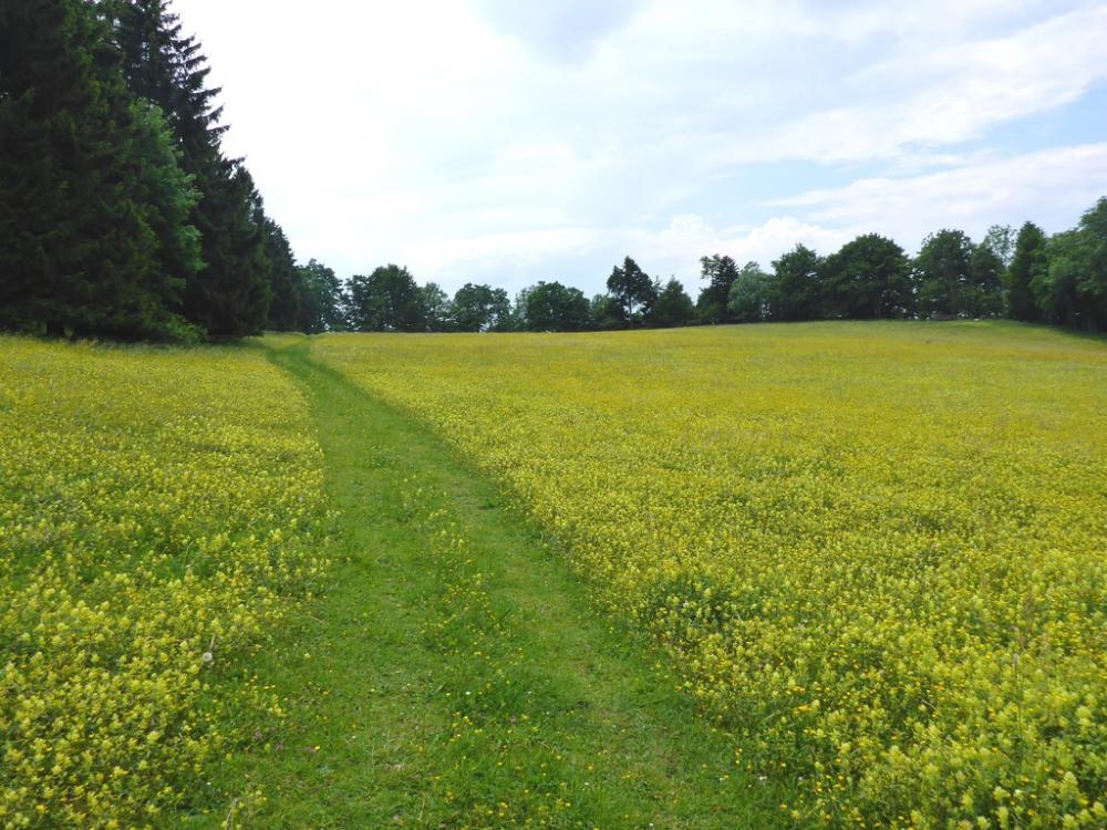 post-1325-0-51894600-1434916877_thumb.jp