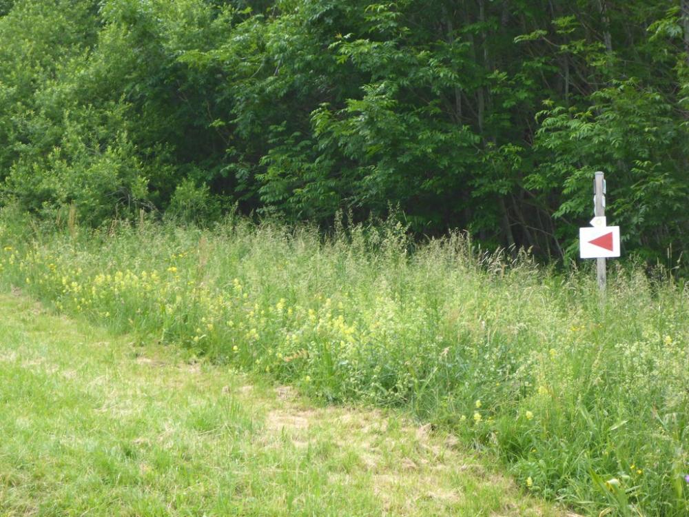 post-1325-0-51995800-1434917245_thumb.jp