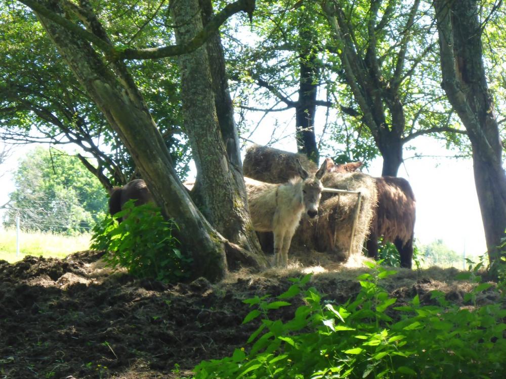 post-1325-0-60870700-1434803555_thumb.jp