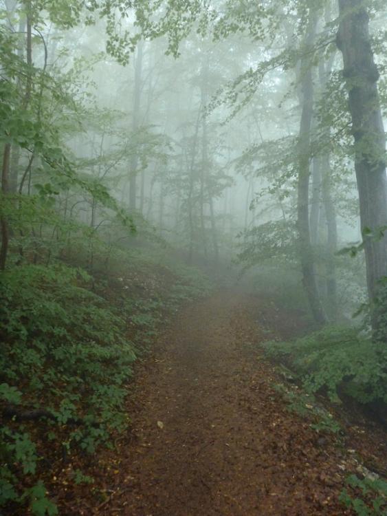 post-1325-0-72839500-1434822181_thumb.jp