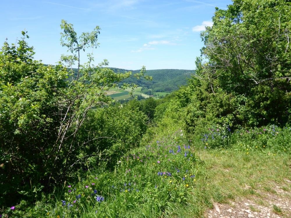 post-1325-0-74411200-1434650758_thumb.jp