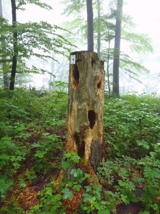 post-1325-0-79046000-1434901765_thumb.jp