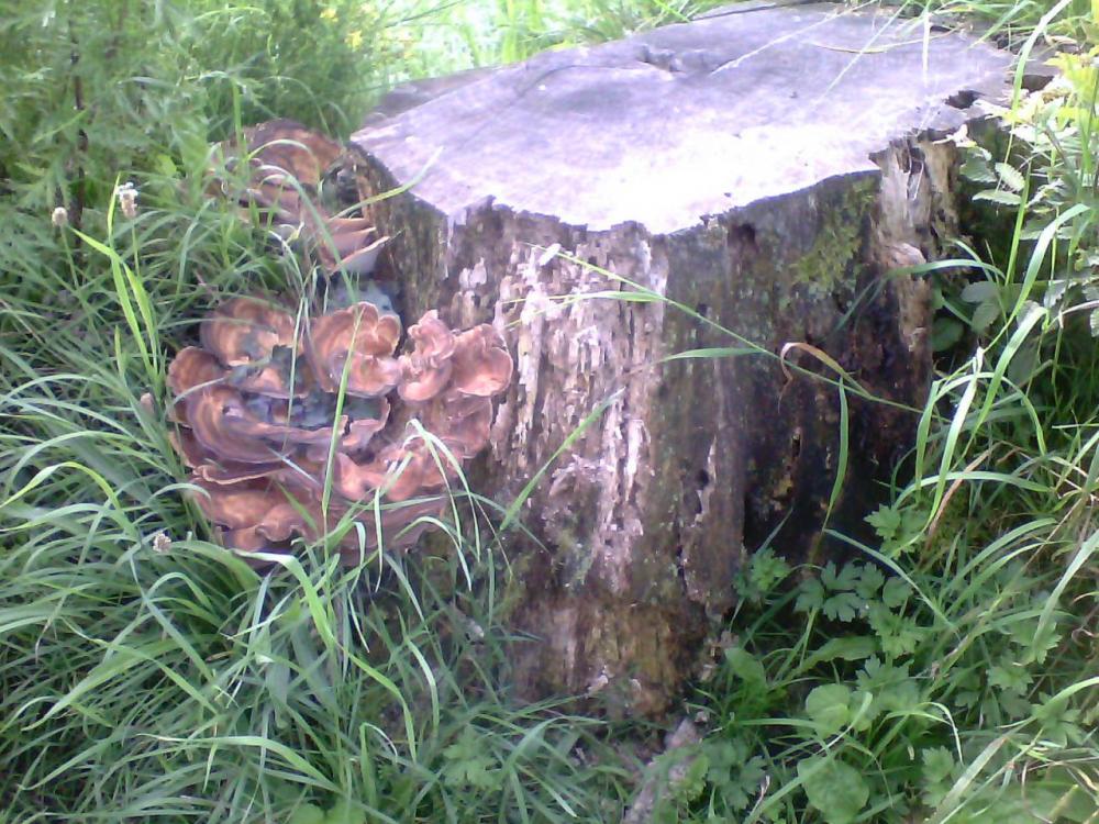 post-1618-0-43705900-1408463657_thumb.jp