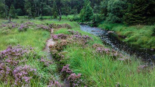 post-1814-0-88013600-1439756794_thumb.jp