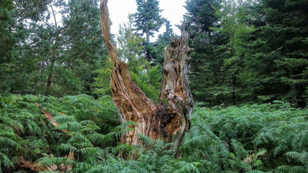 post-1031-0-53386000-1442727770_thumb.jp