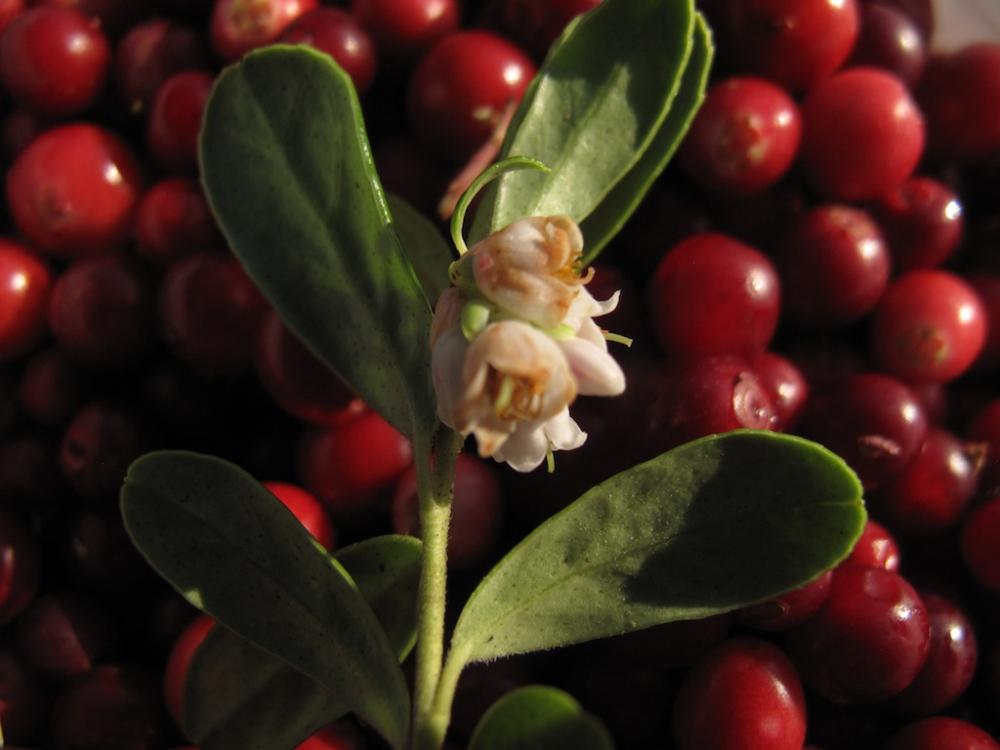 post-1972-0-50871000-1442910853_thumb.jp