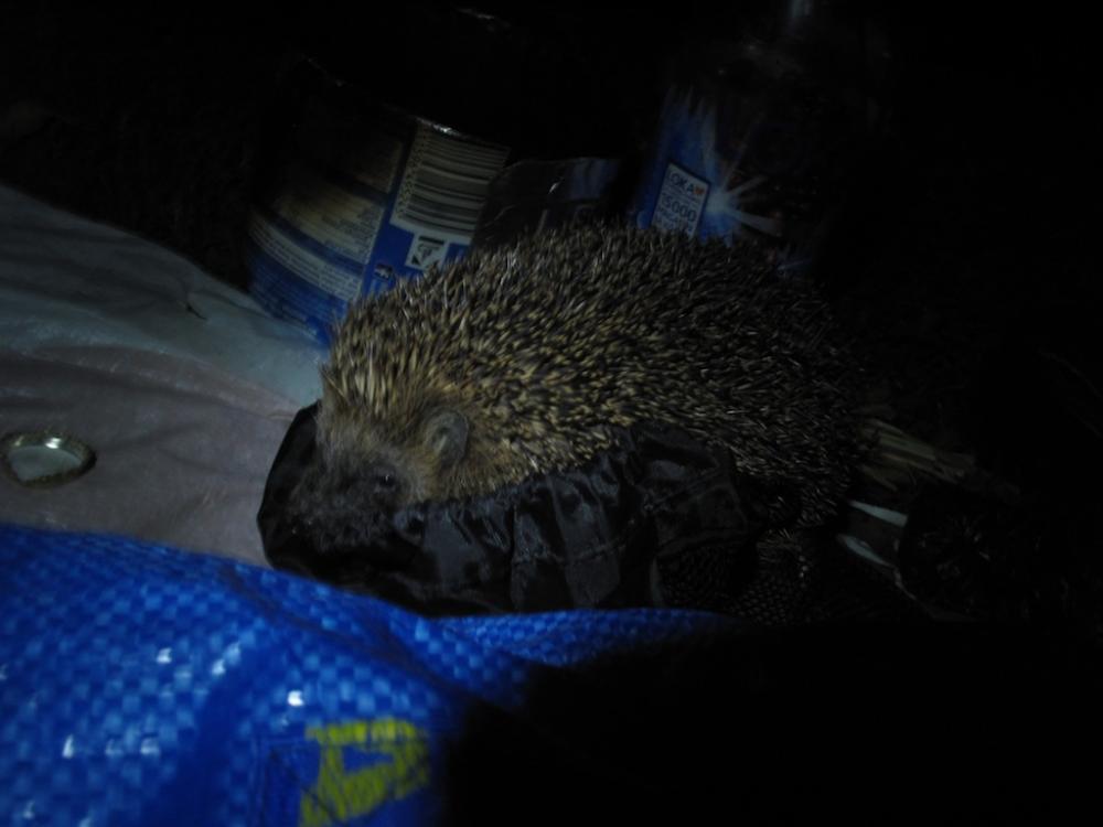 post-1972-0-84221000-1442911317_thumb.jp