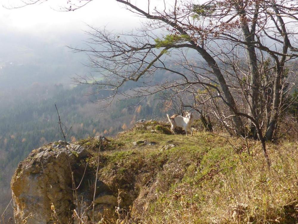 post-1325-0-01381300-1417287438_thumb.jp