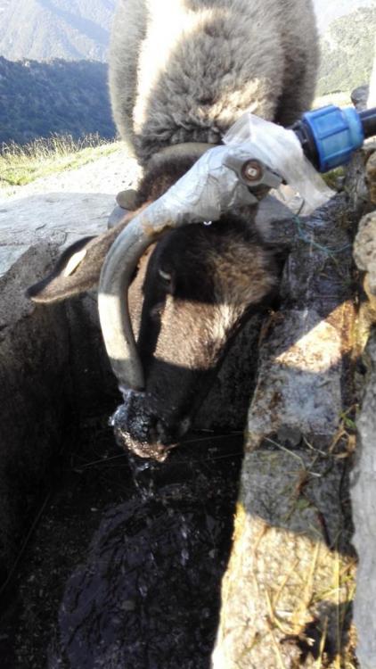 5687c76ec7eb9_Pyrenen201.thumb.jpg.6361b