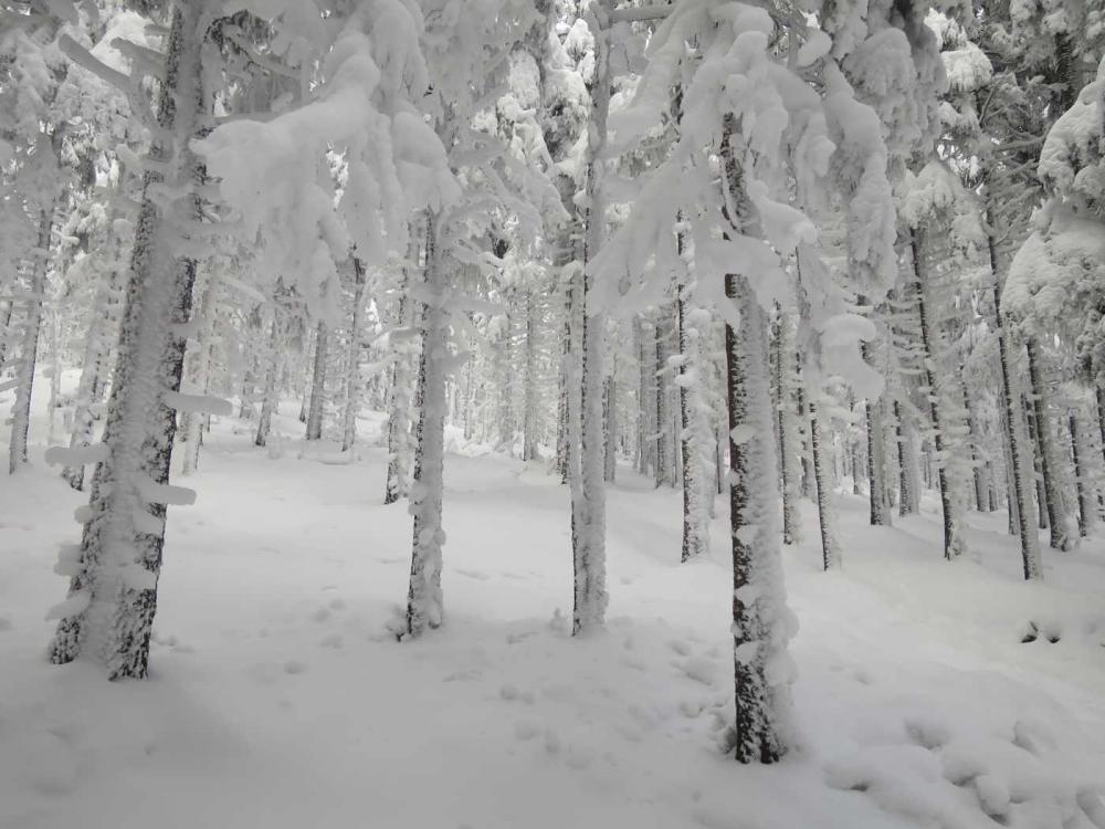 R4_SimovyChalupy.thumb.jpg.b34bd6d436790