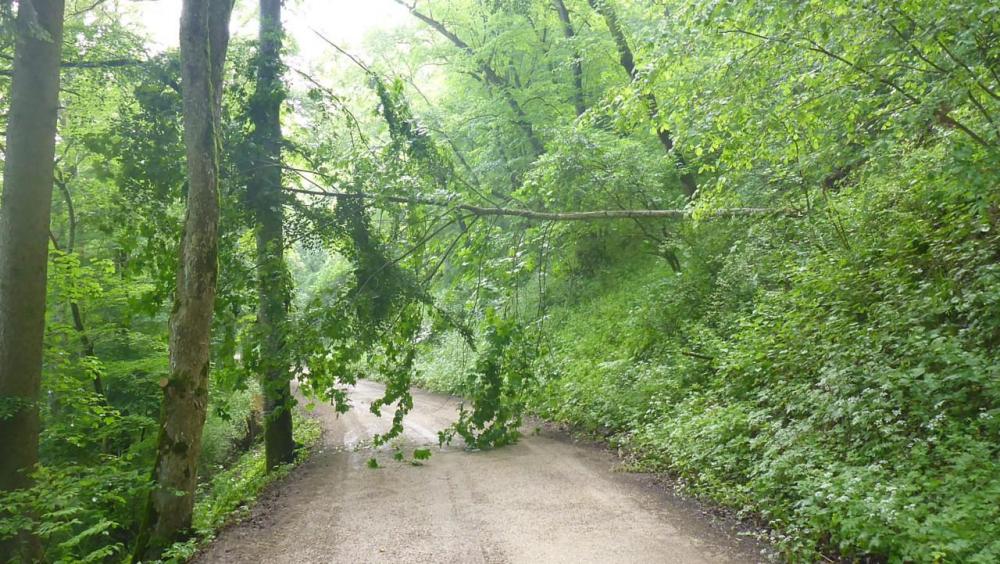 gefallener_baum.jpg