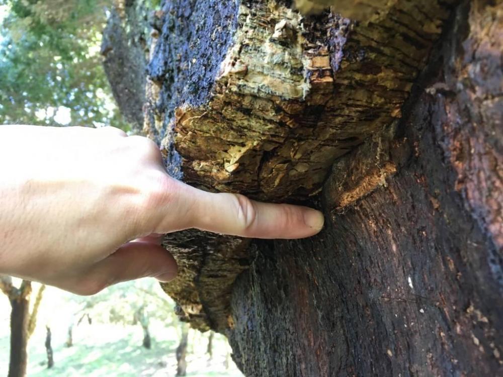 TULF_potuguese_cork-oak.thumb.jpg.45575fed83eea490a5b6aded2c278820.jpg