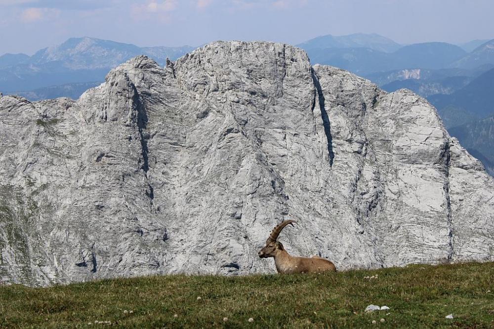 Hochschwab-Steinbock-verkleinert.jpg