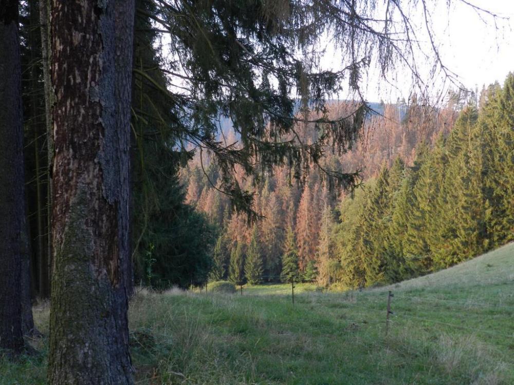 talbergsattel, 2020-9 (13).JPG