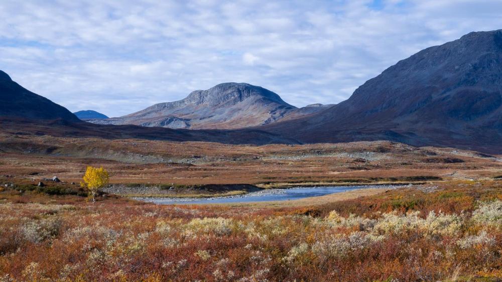 Letzter Baum – © Jacob Muth / www.dermuthige.de