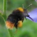 waldhummel